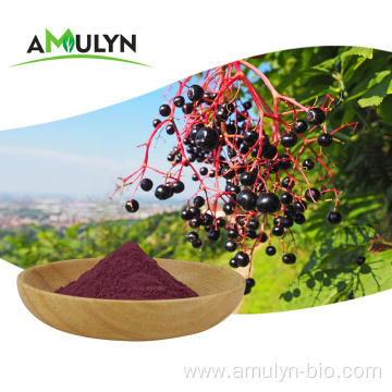 Enhance immunity powder black elderberry extract